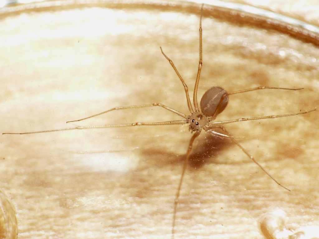 Spermophora senoculata - Roma (RM)